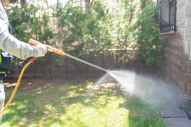 Wasp Removal Services in Suisun City, CA