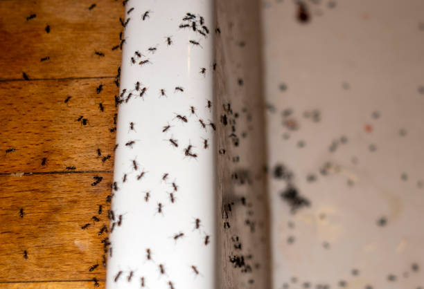 Pest Control Cost in Suisun City, CA